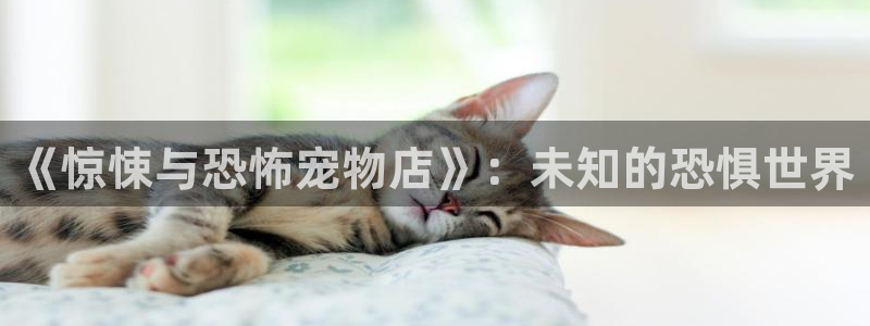 囧次元官方网站